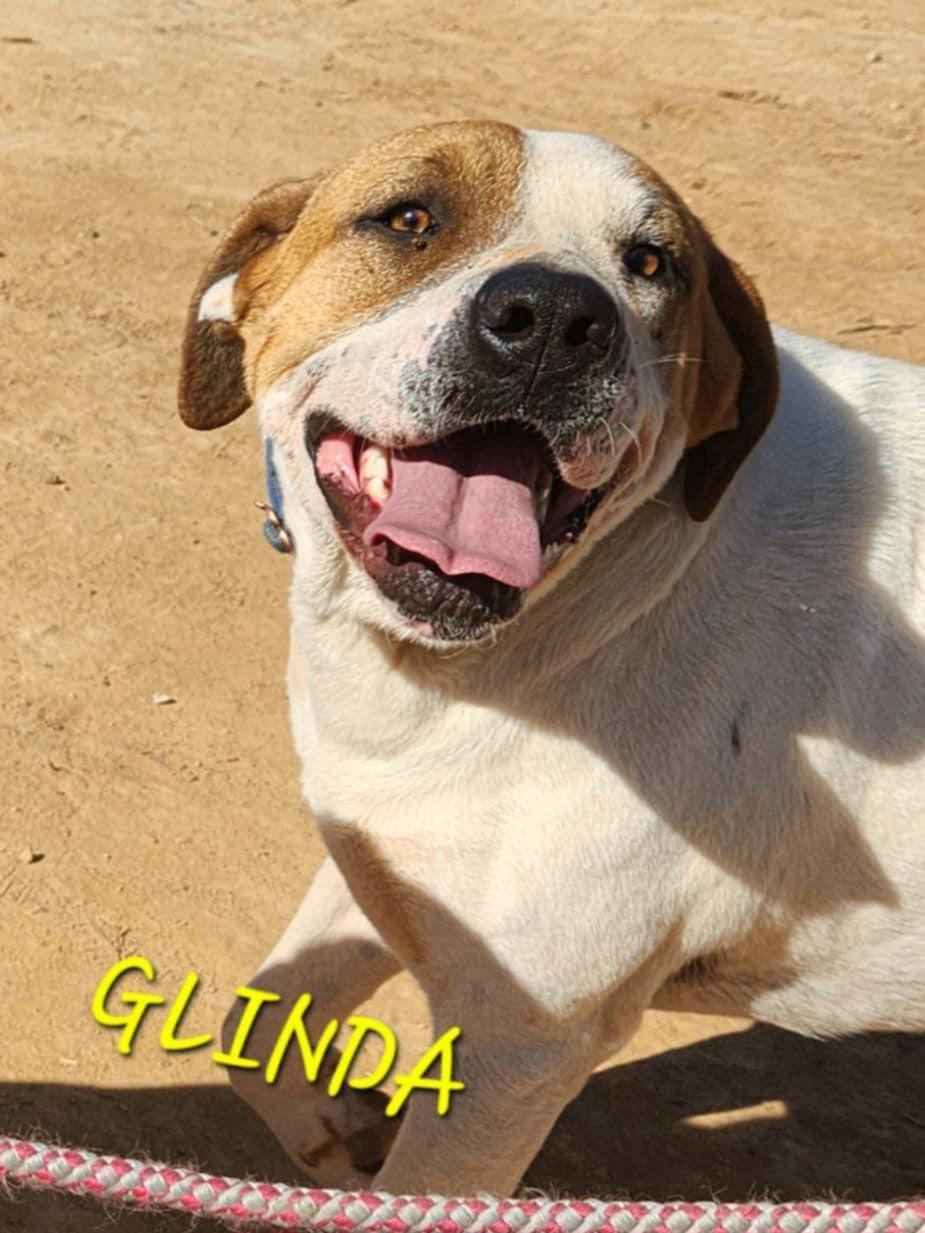 Glinda, a Adoptable Labrador Retriever in Woburn, MA image 3/6