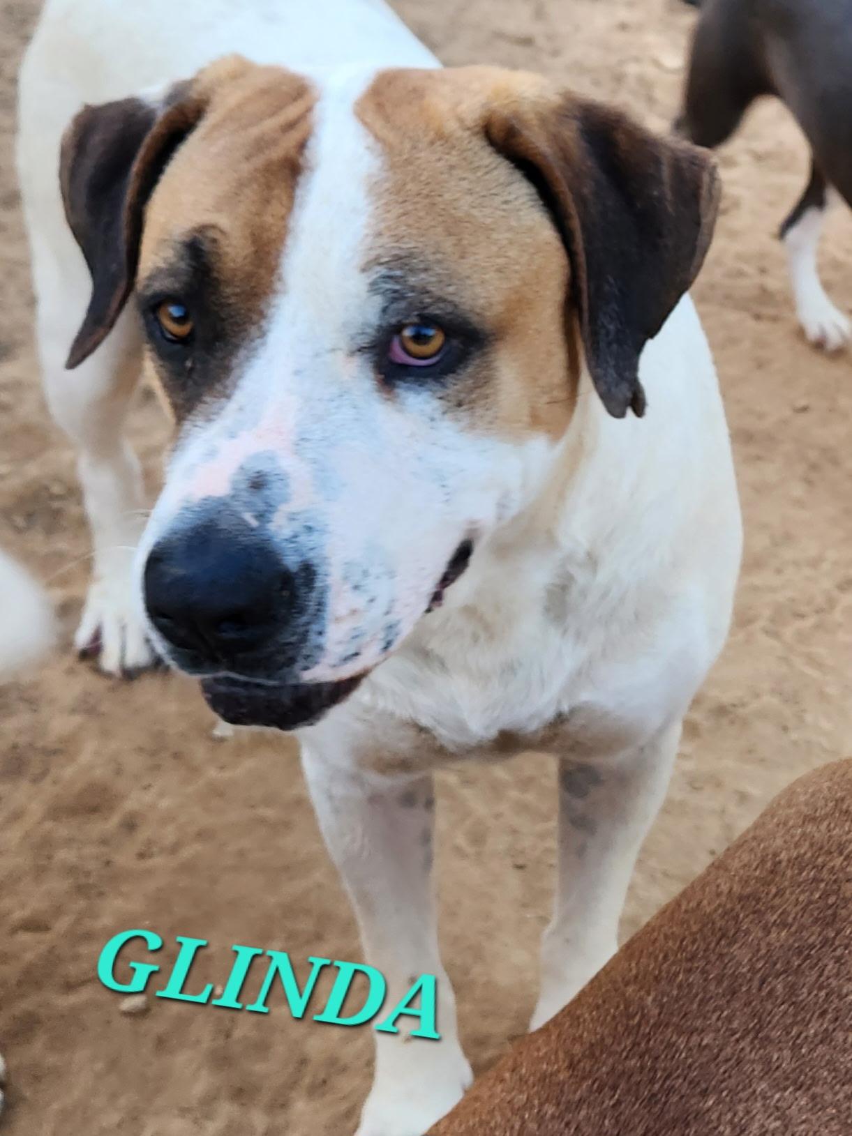 Glinda, a Adoptable Labrador Retriever in Woburn, MA image 2/6