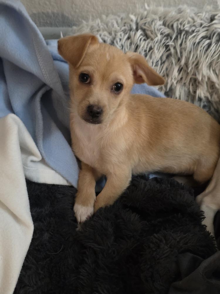 Parker, Adoptable, Puppy Male Dachshund & Chihuahua.