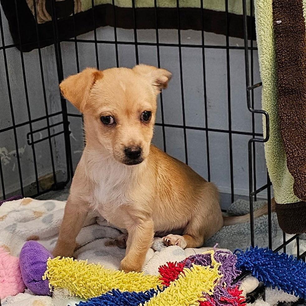 Parker, Adoptable, Puppy Male Dachshund & Chihuahua.