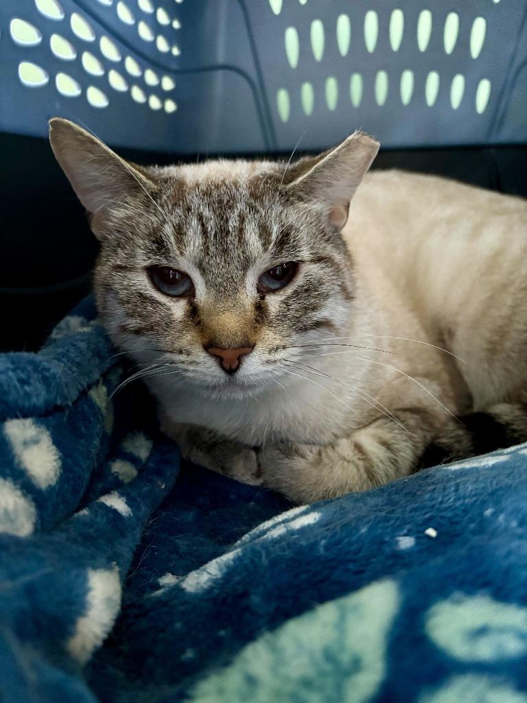 Enlarge Tiptoe, a Adoptable mixed breed in Pawtucket, RI image 3/6