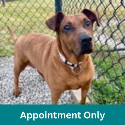 Piper, Adoptable, Adult Female Mixed Breed.