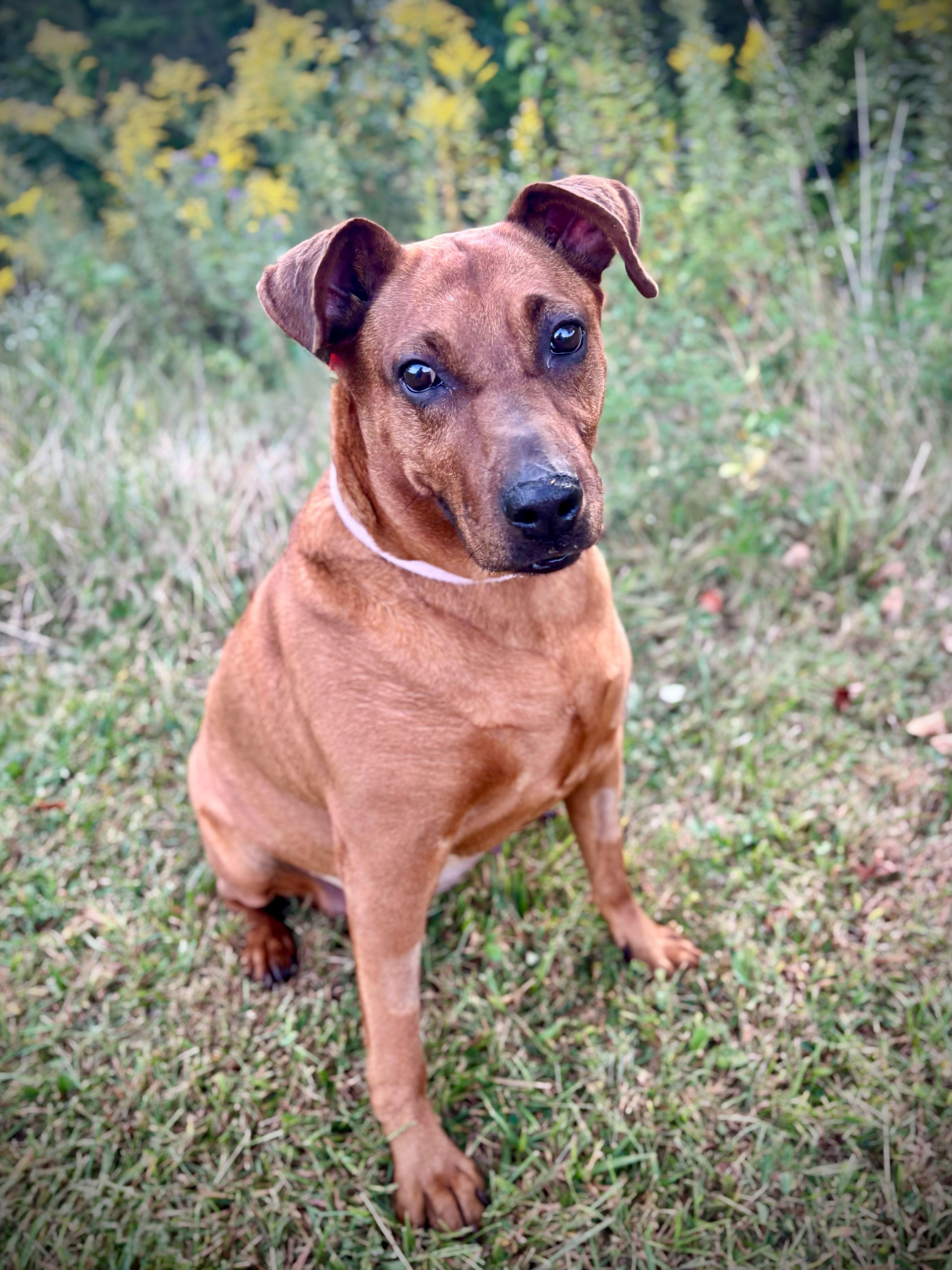 Piper, a Adoptable mixed breed in Dubuque, IA image 1/2