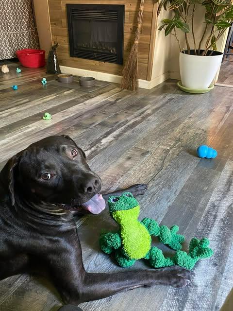 Ripley #6, a ADOPTABLE Black Labrador Retriever in Killingworth, CT image 3/6