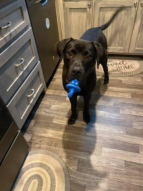 Ripley #6, a ADOPTABLE Black Labrador Retriever in Killingworth, CT image 4/6