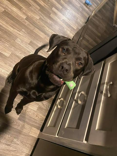 Ripley #6, a ADOPTABLE Black Labrador Retriever in Killingworth, CT image 1/6