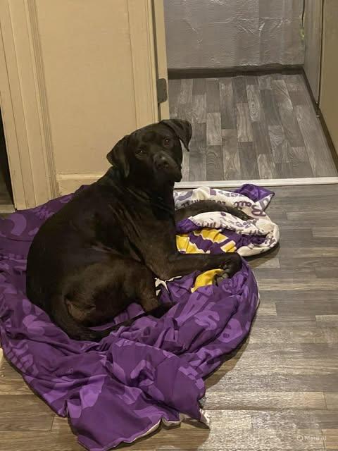 Ripley #6, a ADOPTABLE Black Labrador Retriever in Killingworth, CT image 5/6