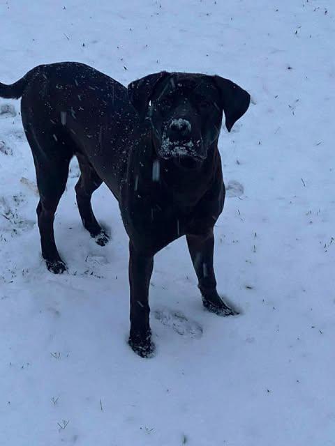 Ripley #6, a ADOPTABLE Black Labrador Retriever in Killingworth, CT image 2/6