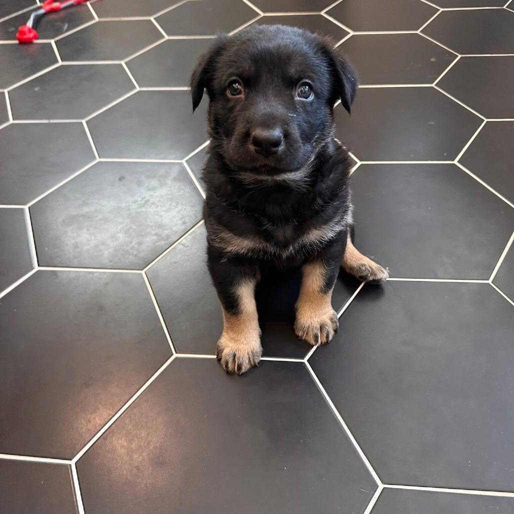 Kane, Adoptable, Puppy Male German Shepherd Dog.