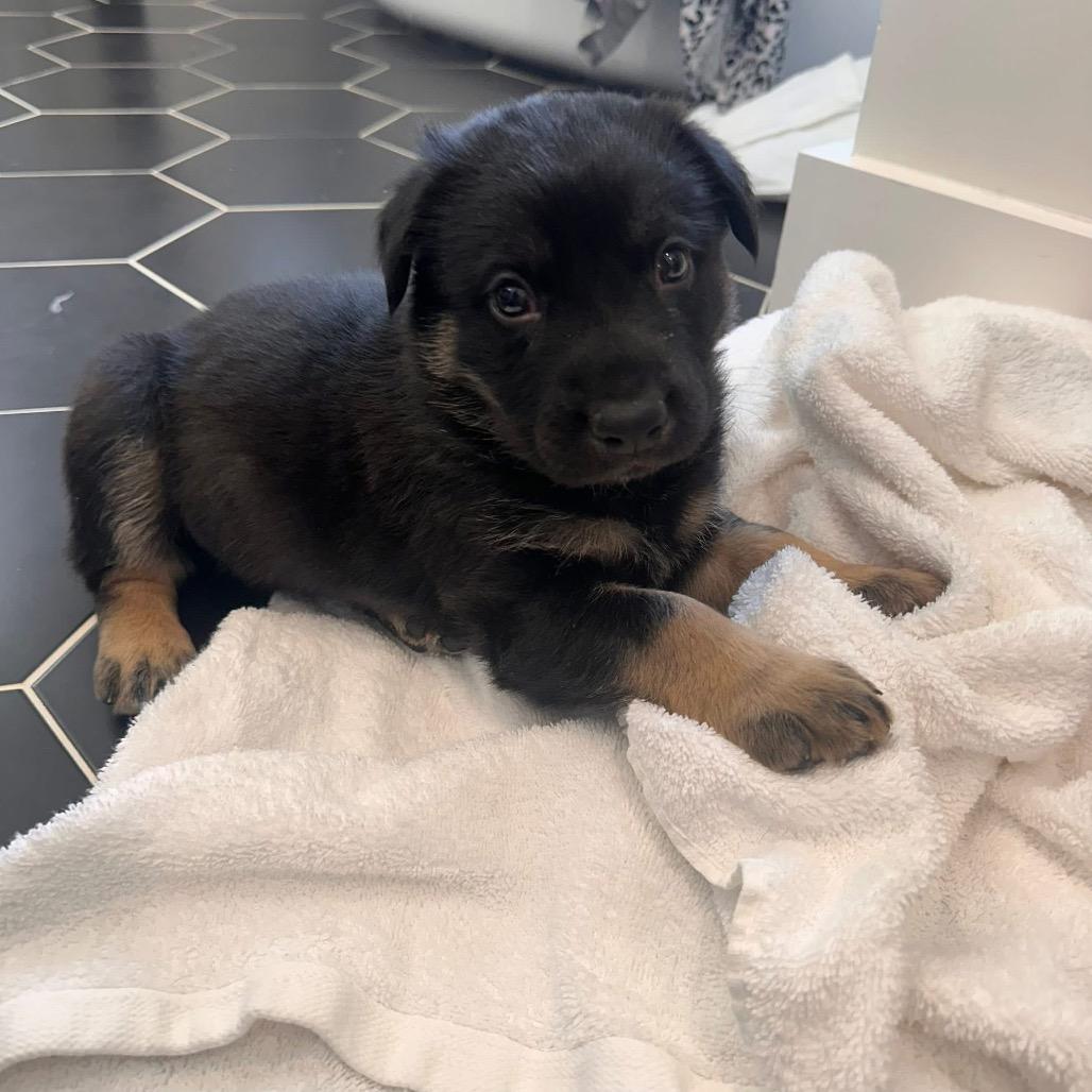 Enlarge Kane, a Adoptable German Shepherd Dog in Pinson, TN image 3/4