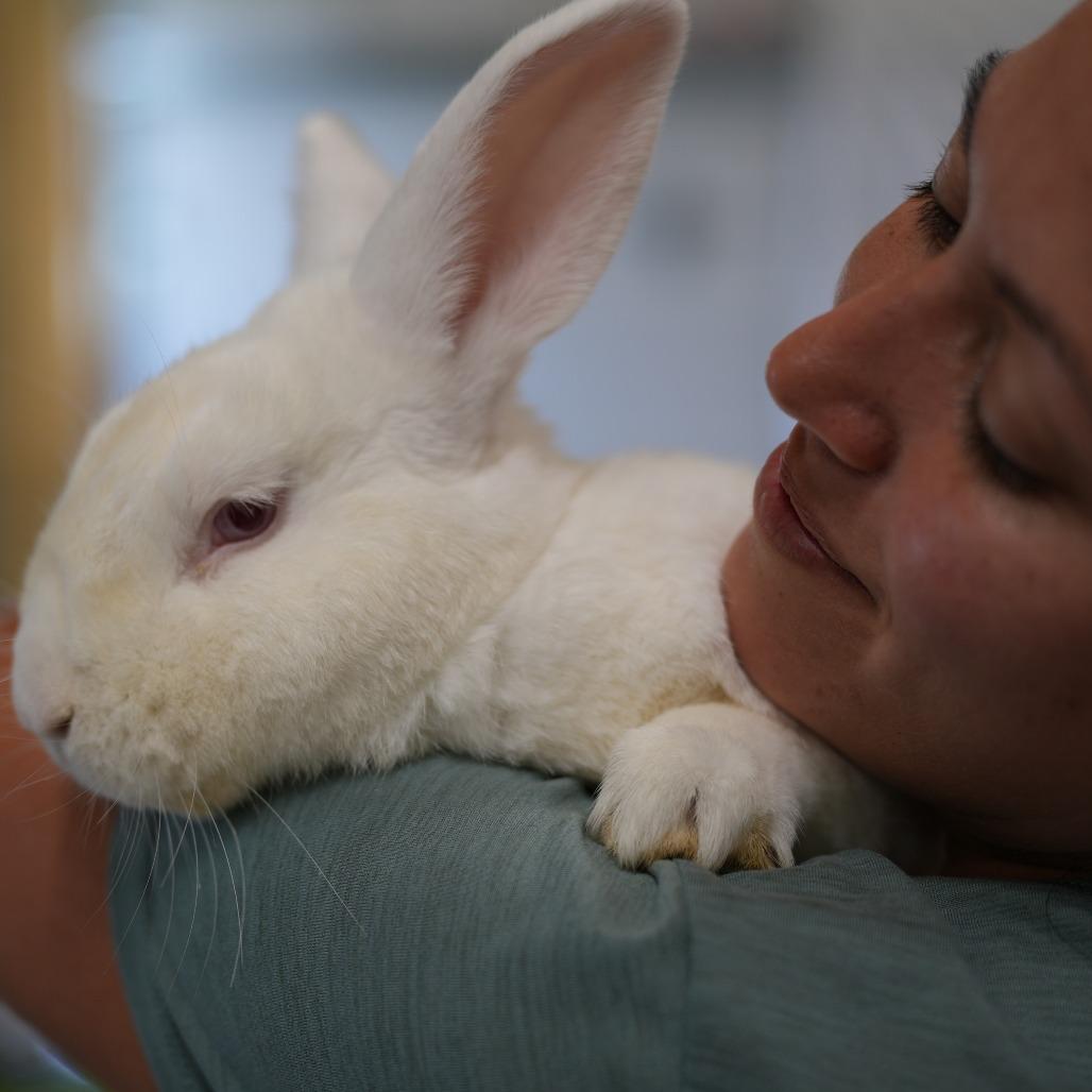 Enlarge Paddington, a Adoptable Florida White in Hilliard , FL image 1/3