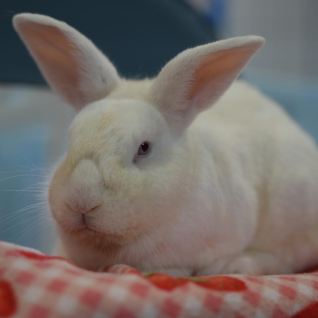 Enlarge Paddington, a Adoptable Florida White in Hilliard , FL image 2/3