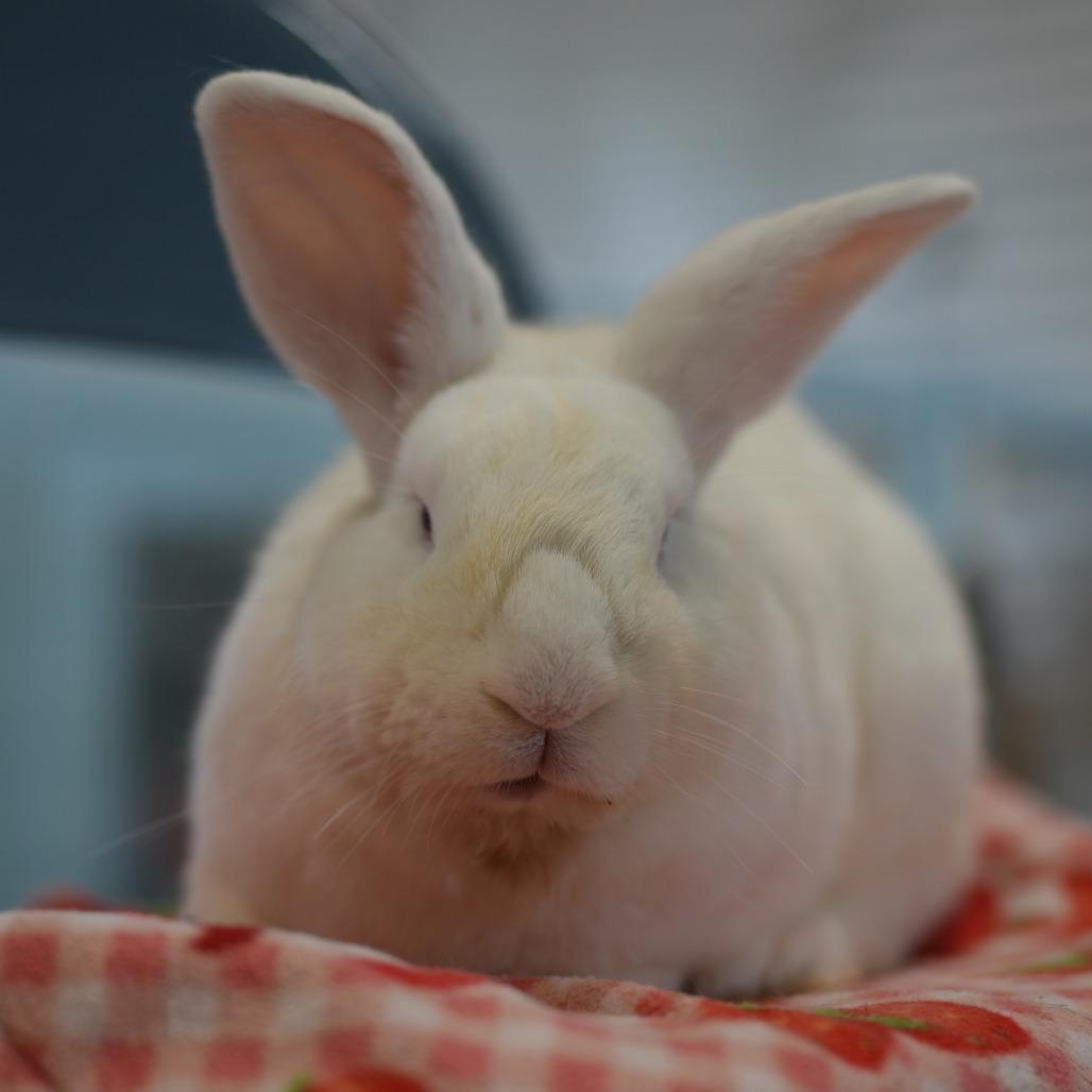 Enlarge Paddington, a Adoptable Florida White in Hilliard , FL image 3/3