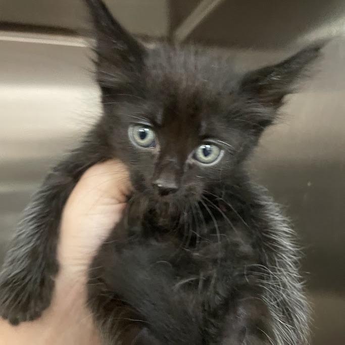 Enlarge Salem, a Adoptable Domestic Short Hair in Port Charlotte, FL image 1/1