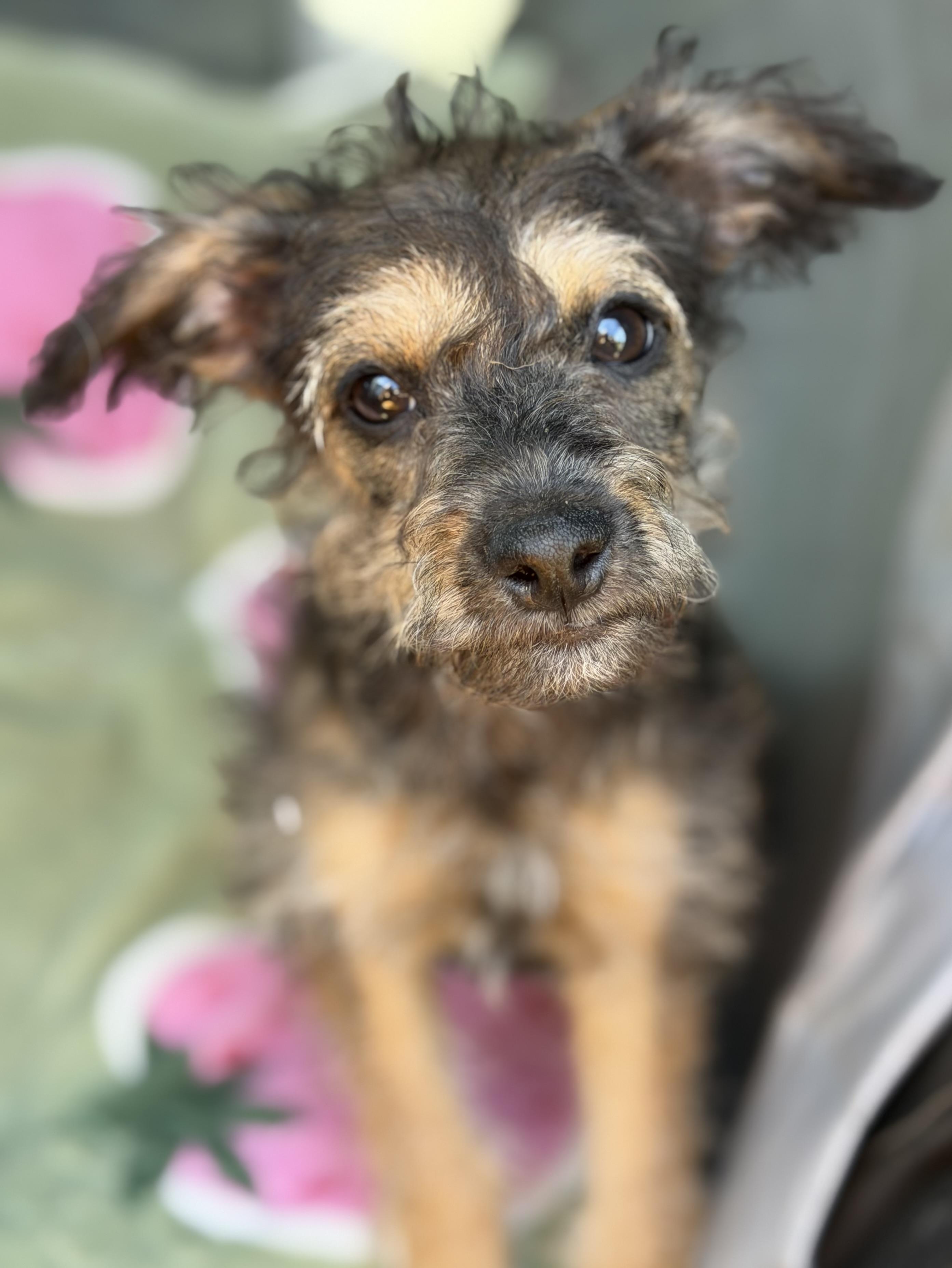 Lilly, a Adoptable mixed breed in Yuba City, CA image 2/5