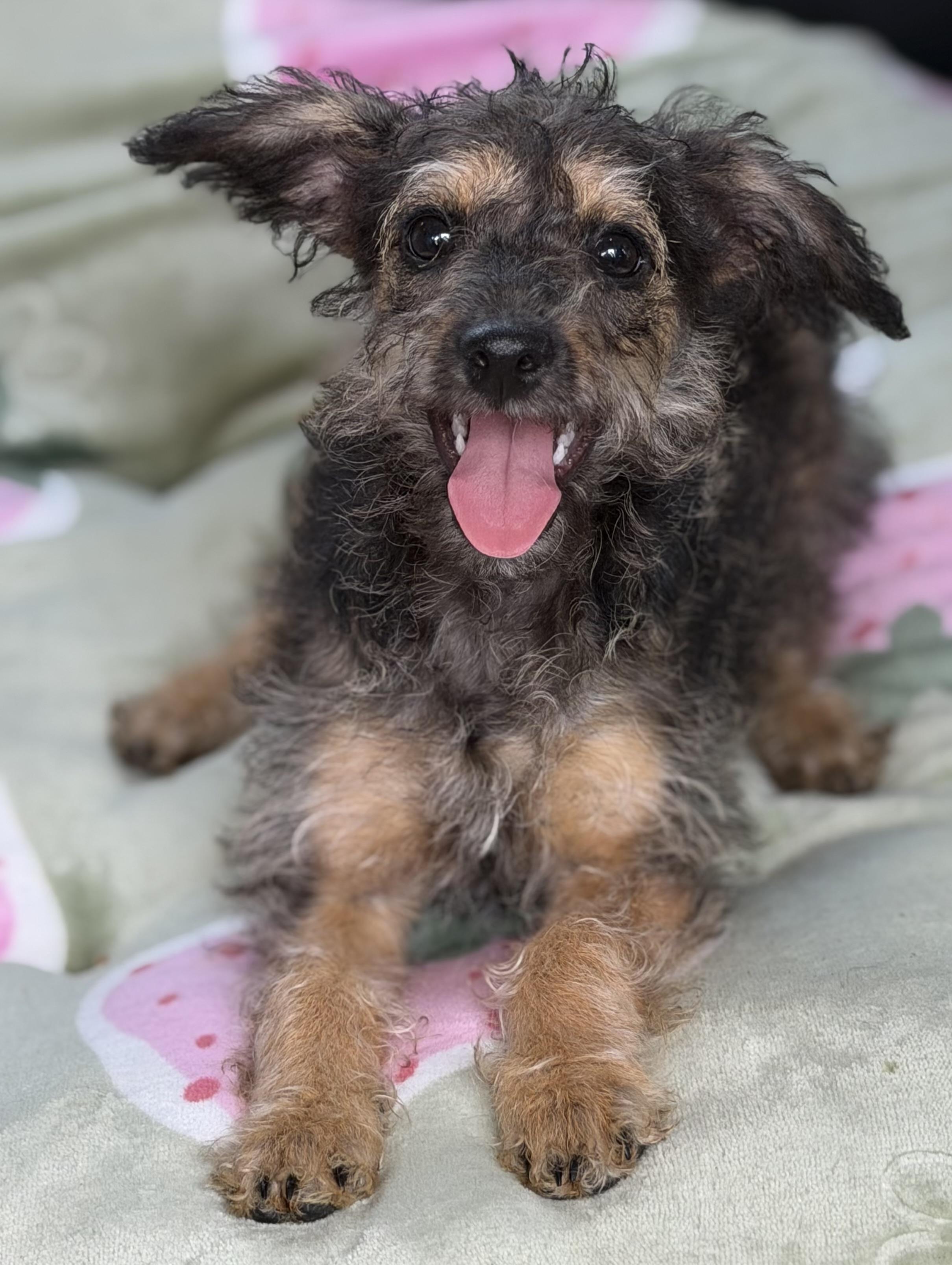 Lilly, Adoptable, Puppy Female Poodle & Terrier.