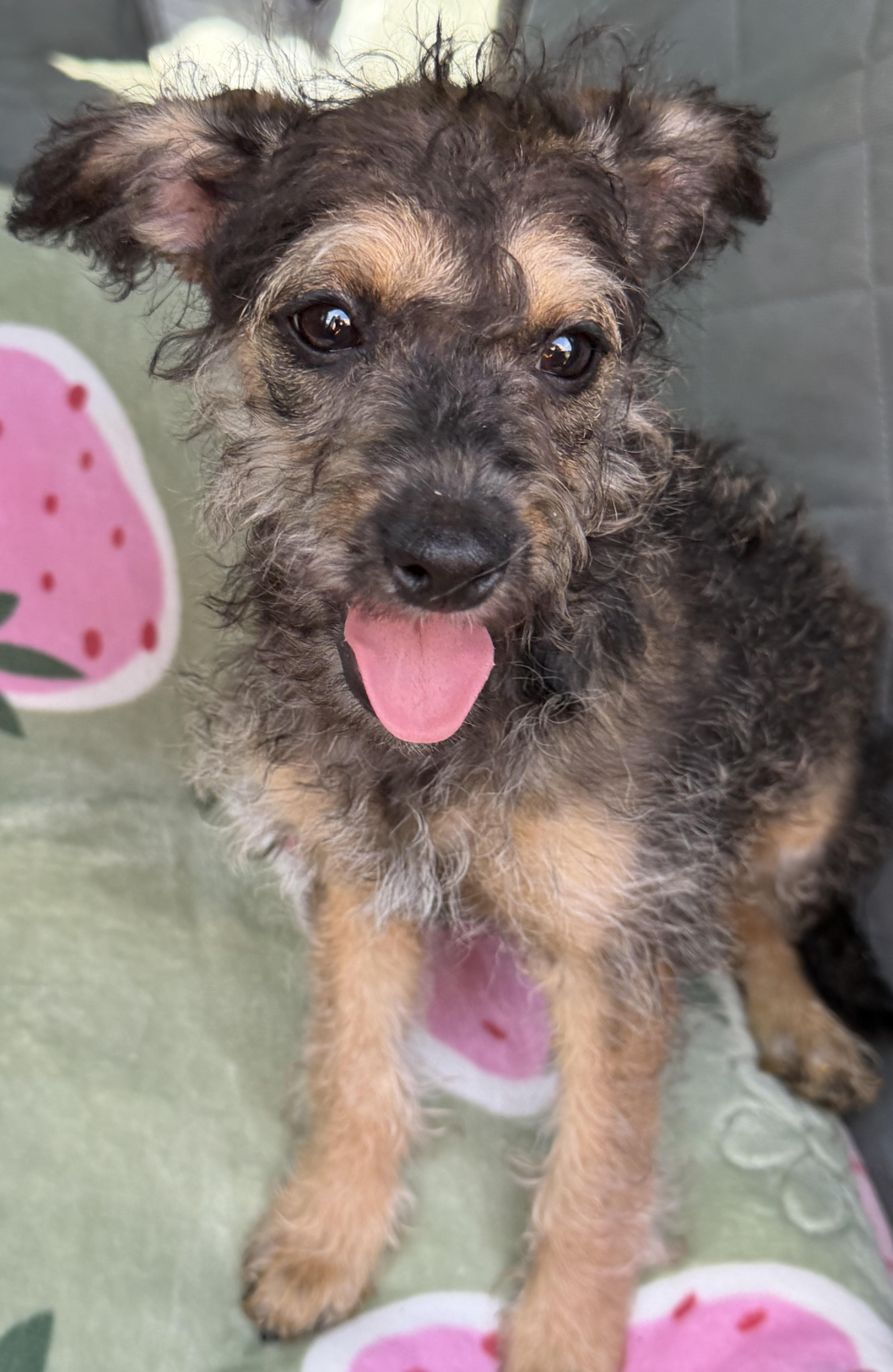 Lilly, a Adoptable mixed breed in Yuba City, CA image 4/5