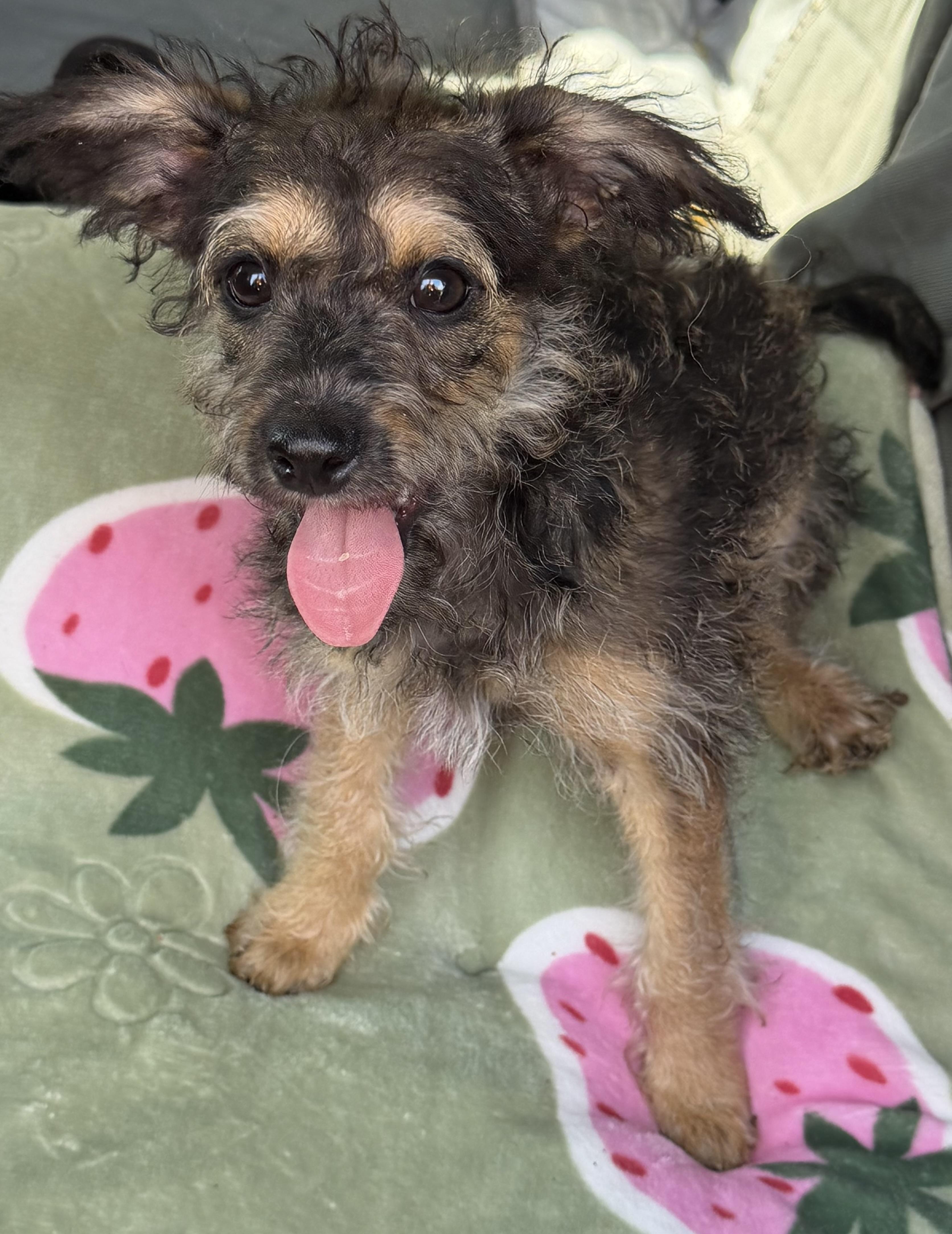 Lilly, a Adoptable mixed breed in Yuba City, CA image 5/5