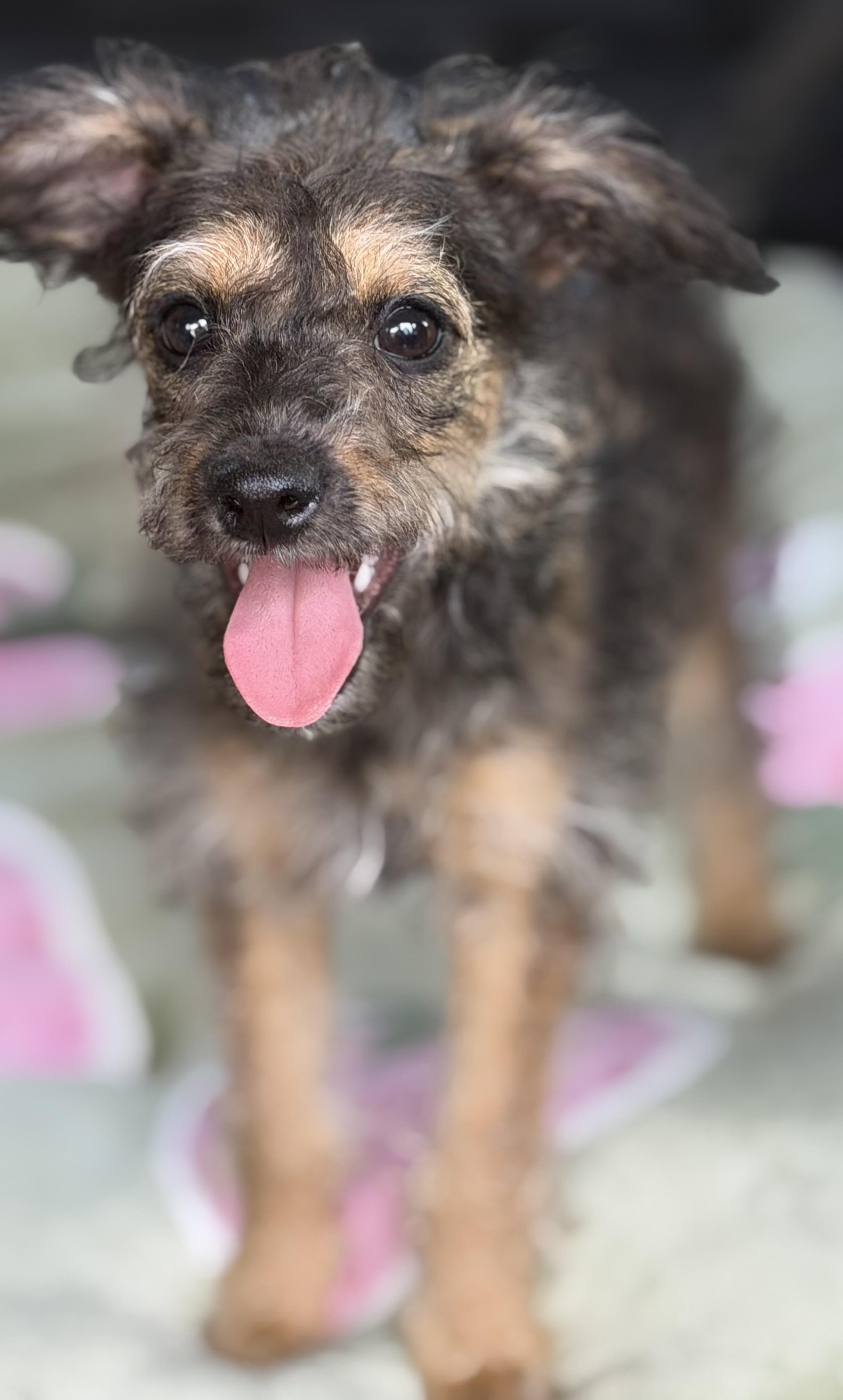 Lilly, a Adoptable mixed breed in Yuba City, CA image 3/5