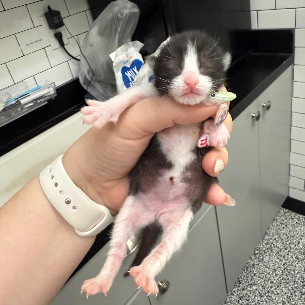Louisa, Adoptable, Kitten Female Domestic Short Hair.