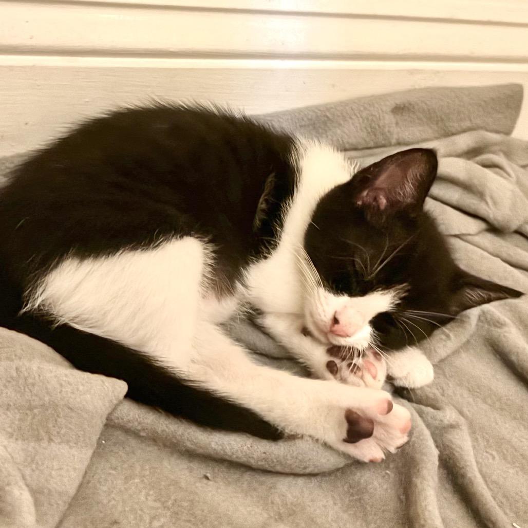 Enlarge Louisa, a Adoptable Domestic Short Hair in Ponte Vedra Beach, FL image 2/3