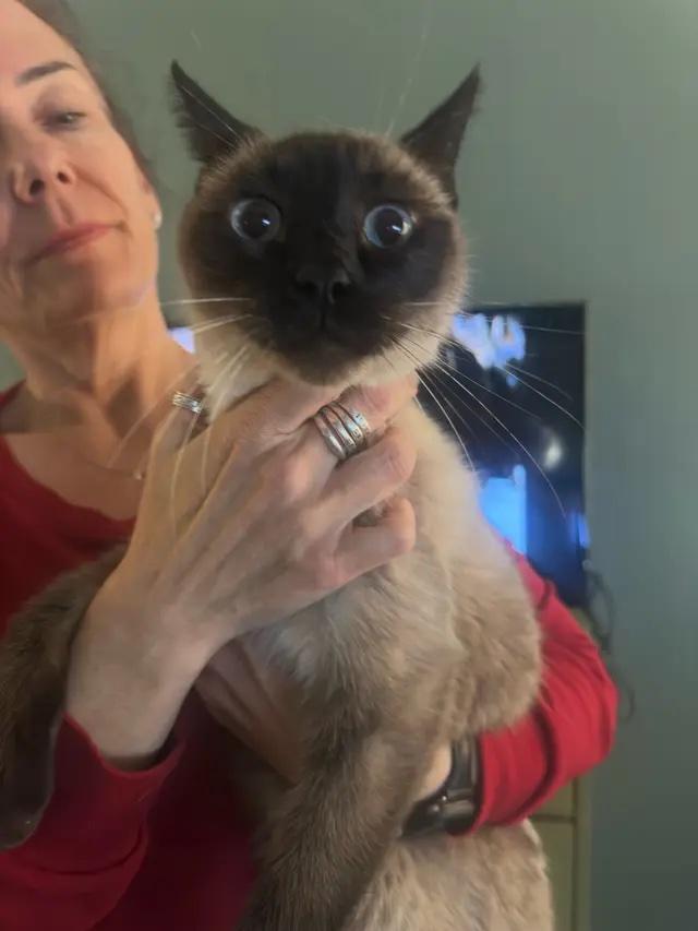 Theo, ADOPTABLE, Adult Male Siamese.