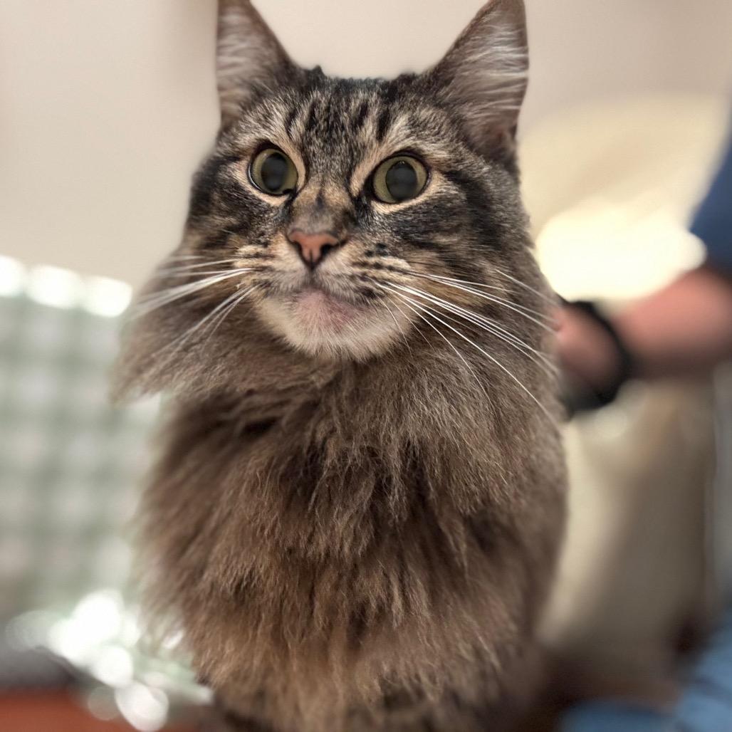 Enlarge Zoey, a Adoptable Domestic Long Hair in Santa Barbara, CA image 1/6