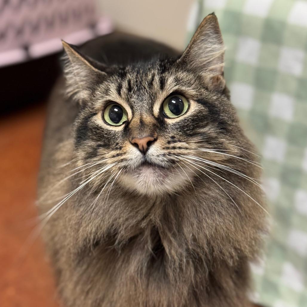 Enlarge Zoey, a Adoptable Domestic Long Hair in Santa Barbara, CA image 2/6
