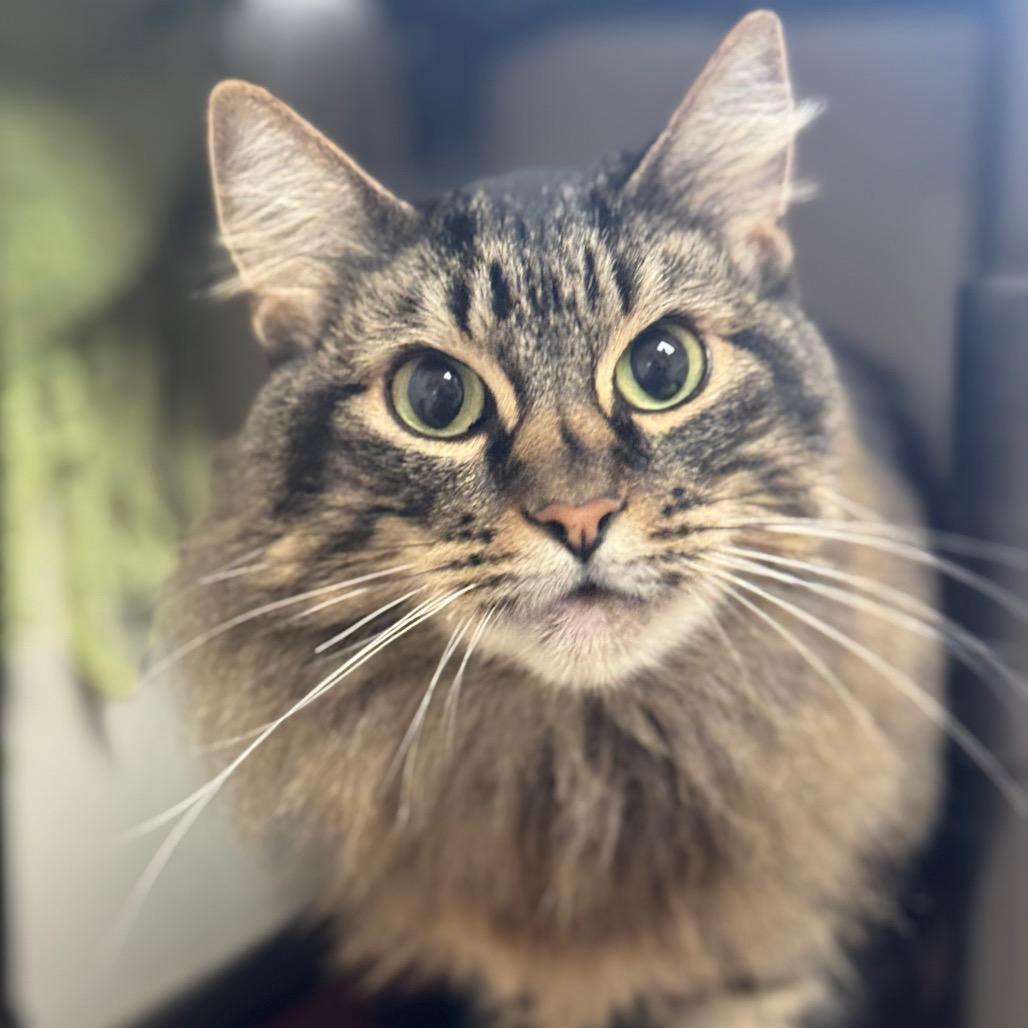 Enlarge Zoey, a Adoptable Domestic Long Hair in Santa Barbara, CA image 3/6