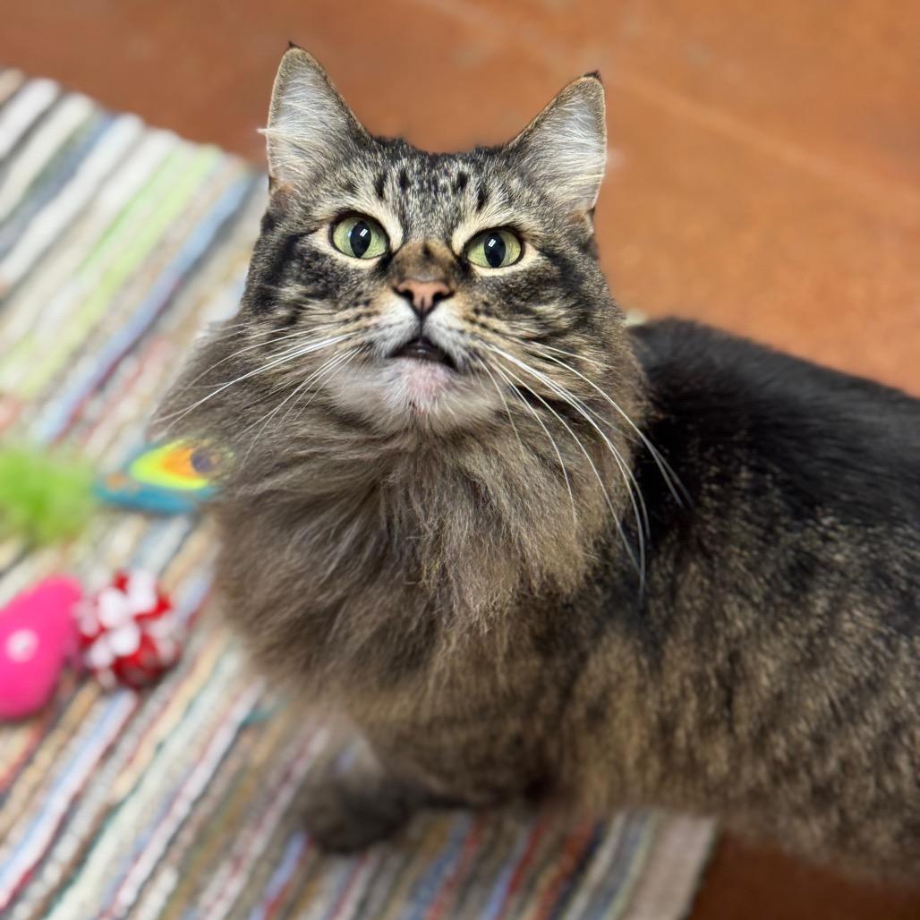 Enlarge Zoey, a Adoptable Domestic Long Hair in Santa Barbara, CA image 4/6