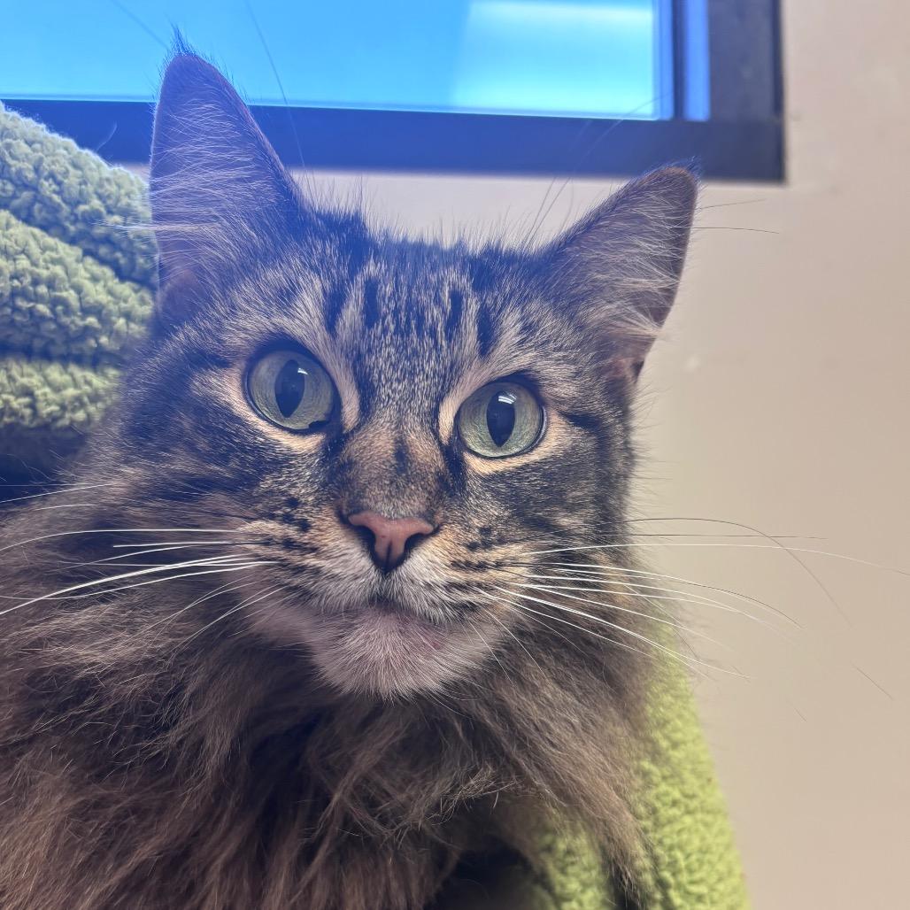 Enlarge Zoey, a Adoptable Domestic Long Hair in Santa Barbara, CA image 5/6