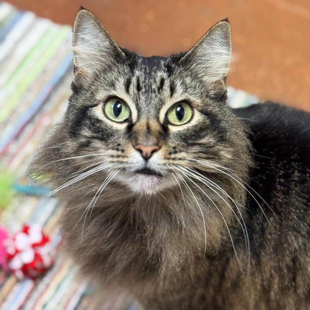 Enlarge Zoey, a Adoptable Domestic Long Hair in Santa Barbara, CA image 6/6