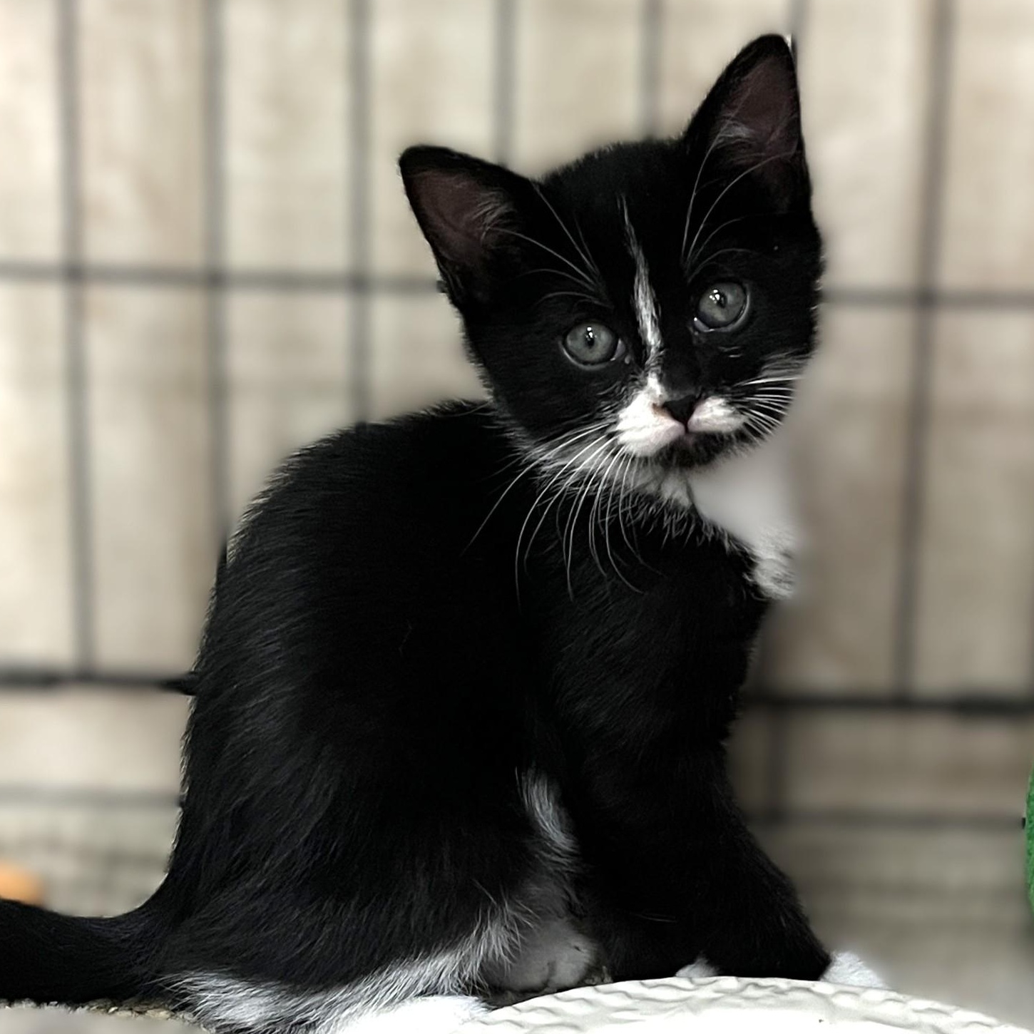 Wendy, an adopted Domestic Short Hair in Shingletown, CA image 1/2