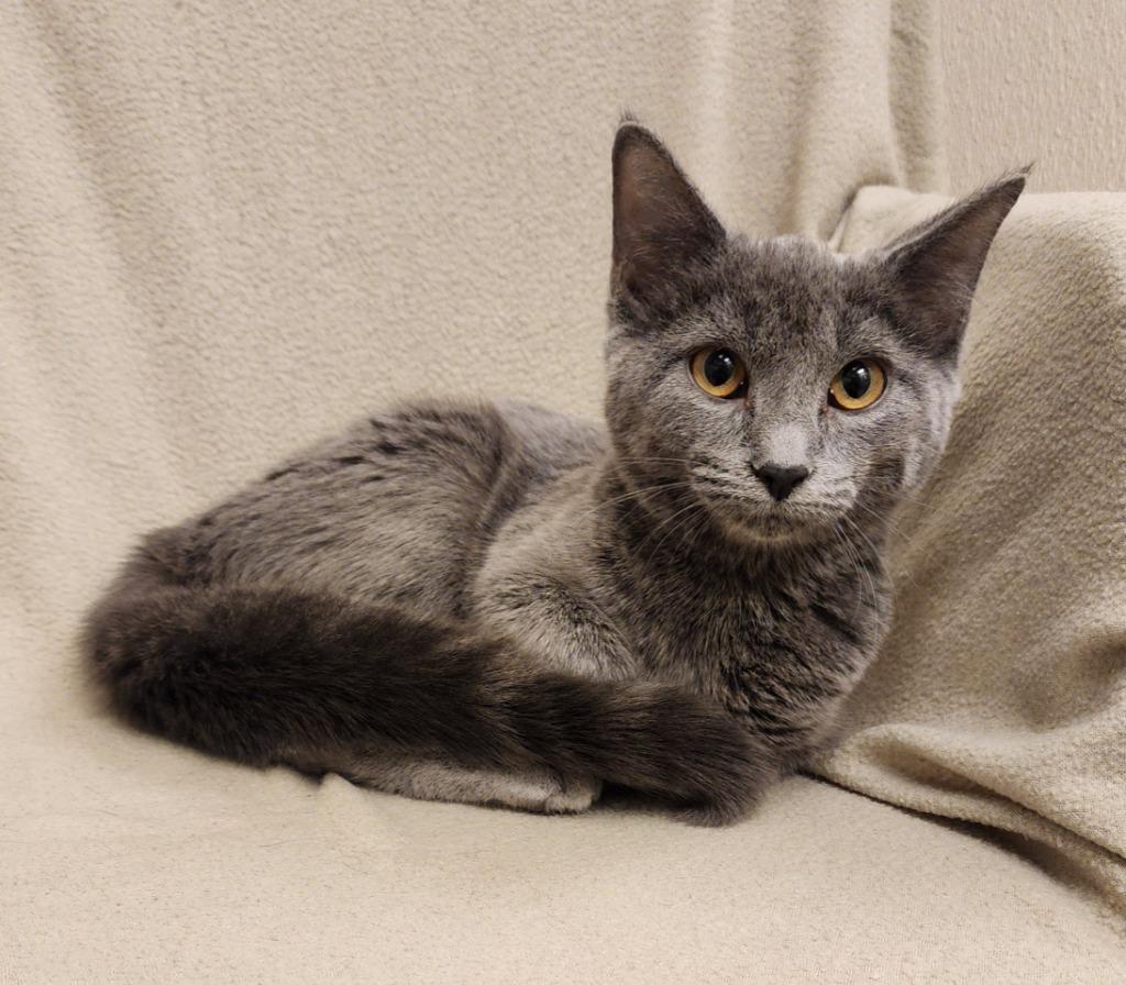 Delphi, Adoptable, Kitten Female Domestic Short Hair.