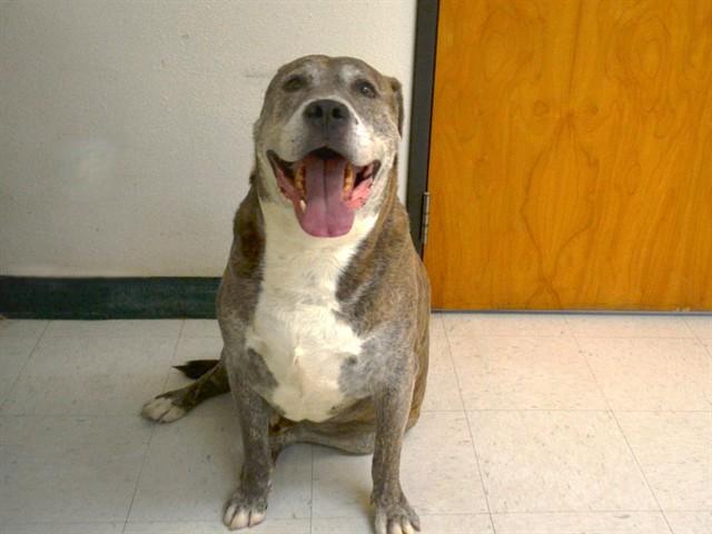 GEORGE, Adoptable, Adult Male Pit Bull Terrier & Mixed Breed.