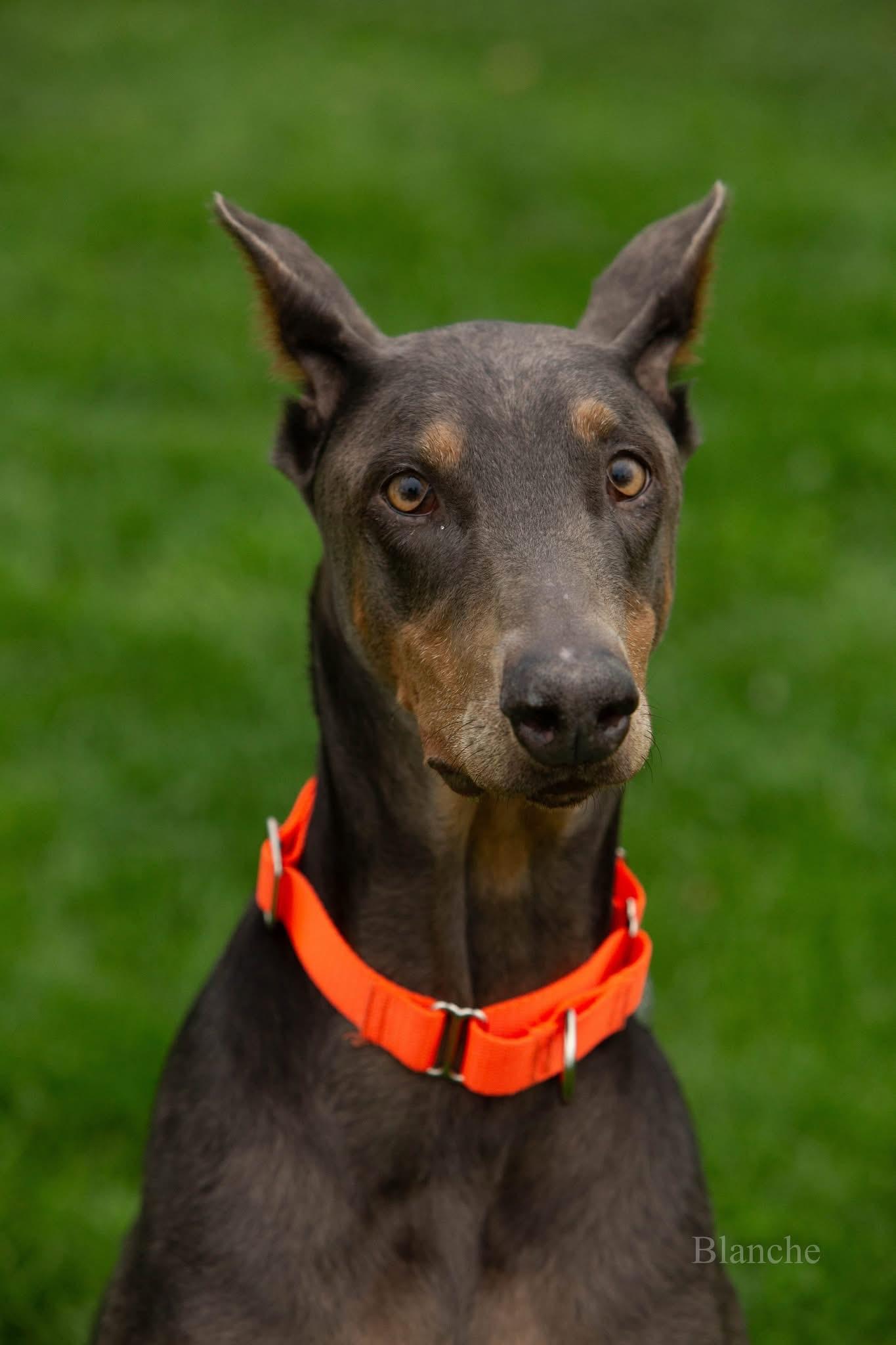 Enlarge Blanche, a ADOPTABLE Doberman Pinscher in Louisville, KY image 3/4