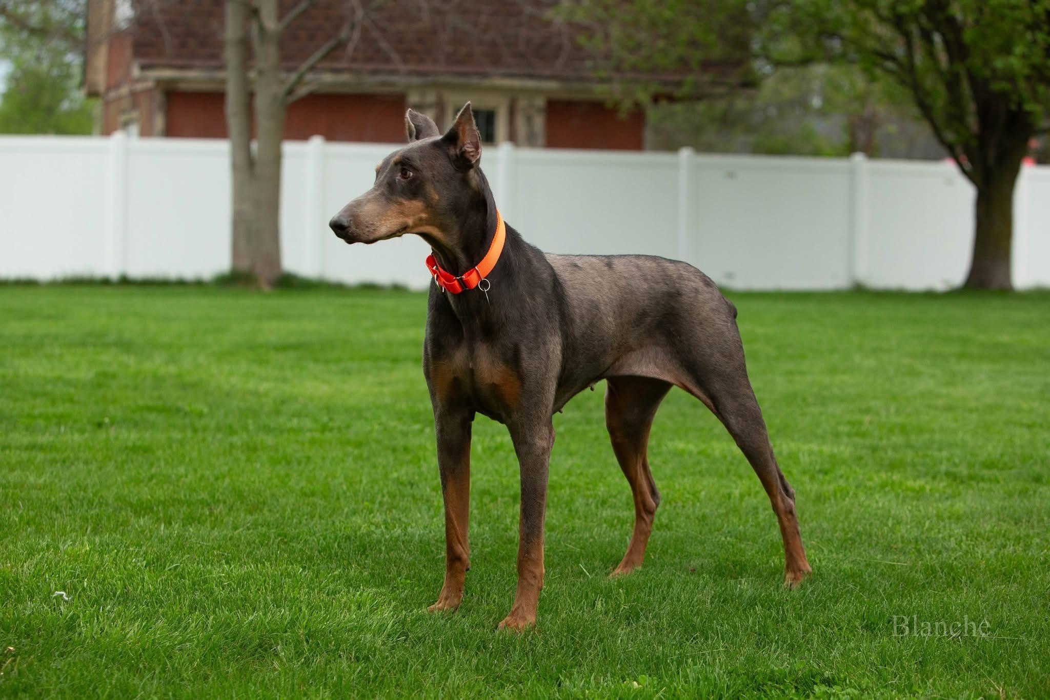 Enlarge Blanche, a ADOPTABLE Doberman Pinscher in Louisville, KY image 2/4