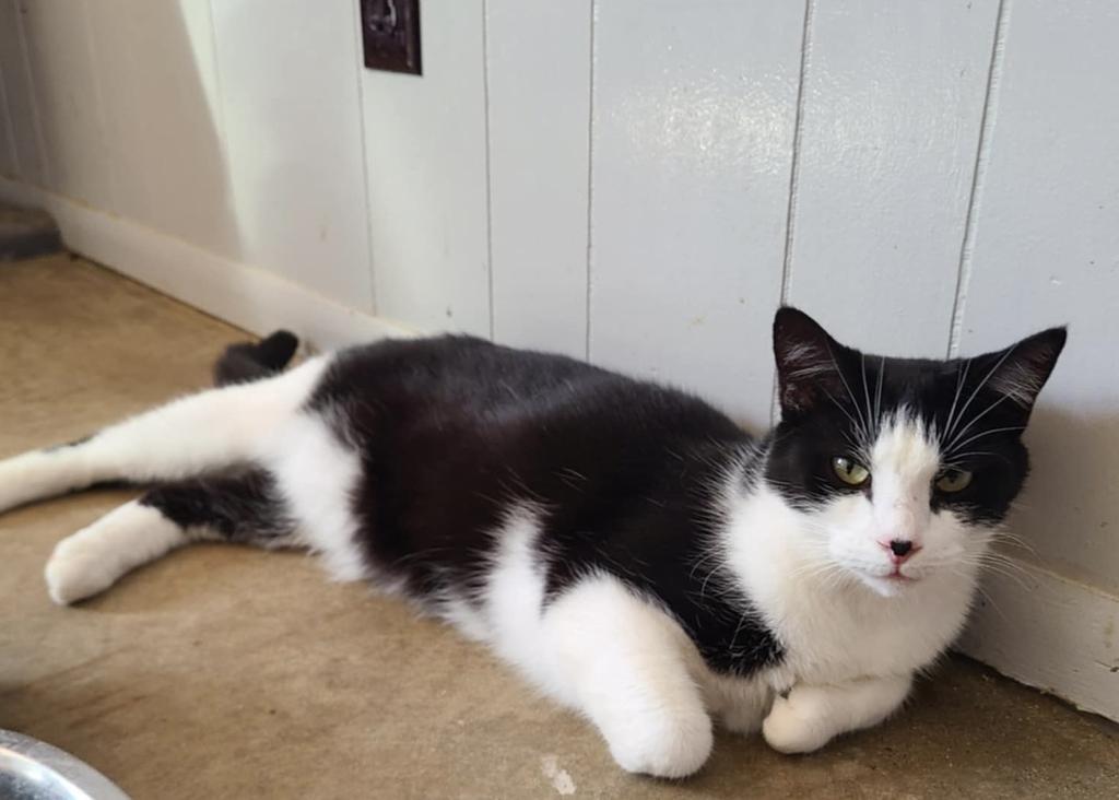 Enlarge Junior Mint, a Adoptable mixed breed in Portland, IN image 1/4