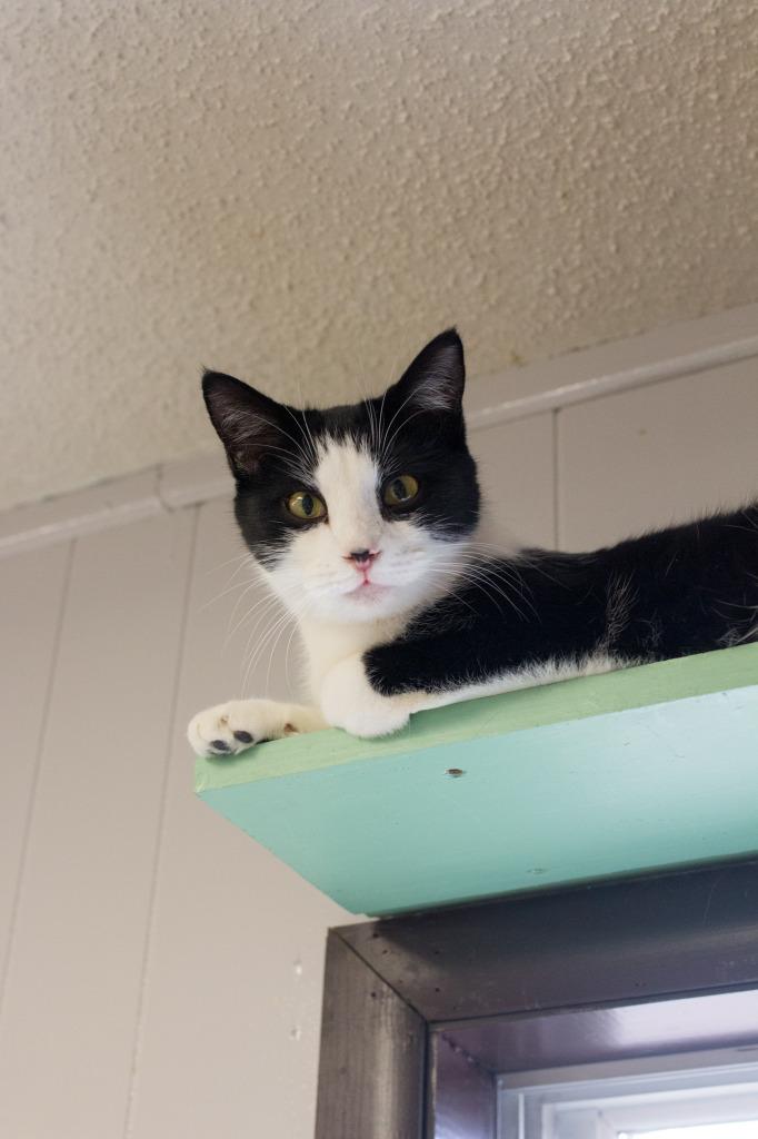 Enlarge Junior Mint, a Adoptable mixed breed in Portland, IN image 3/4