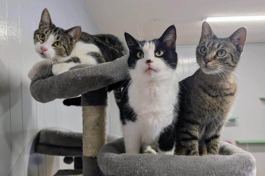 Enlarge Junior Mint, a Adoptable mixed breed in Portland, IN image 4/5