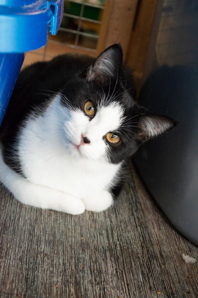 Enlarge Junior Mint, a Adoptable mixed breed in Portland, IN image 4/4