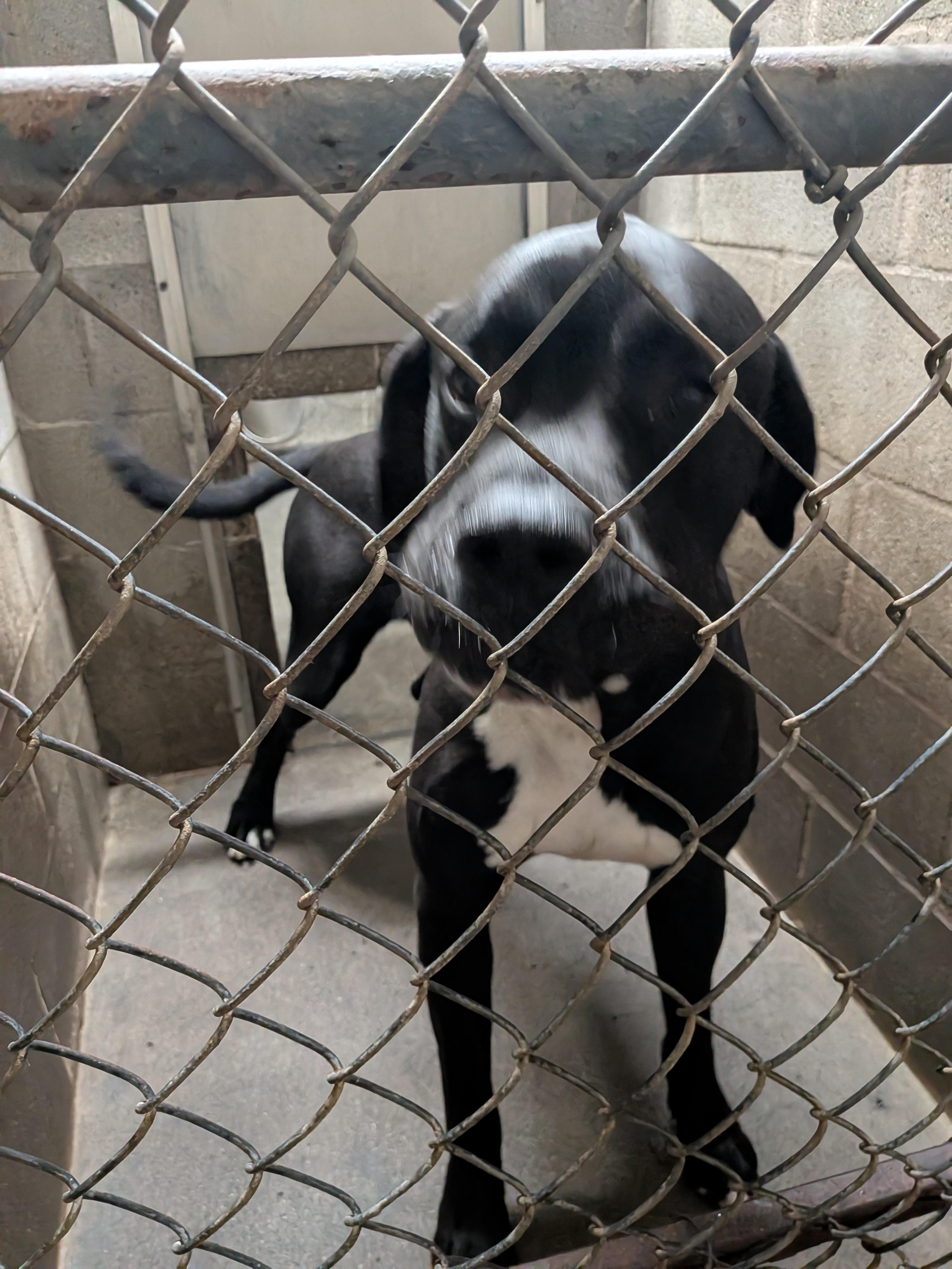 Duke, ADOPTABLE, Adult Male Great Dane & American Bully.