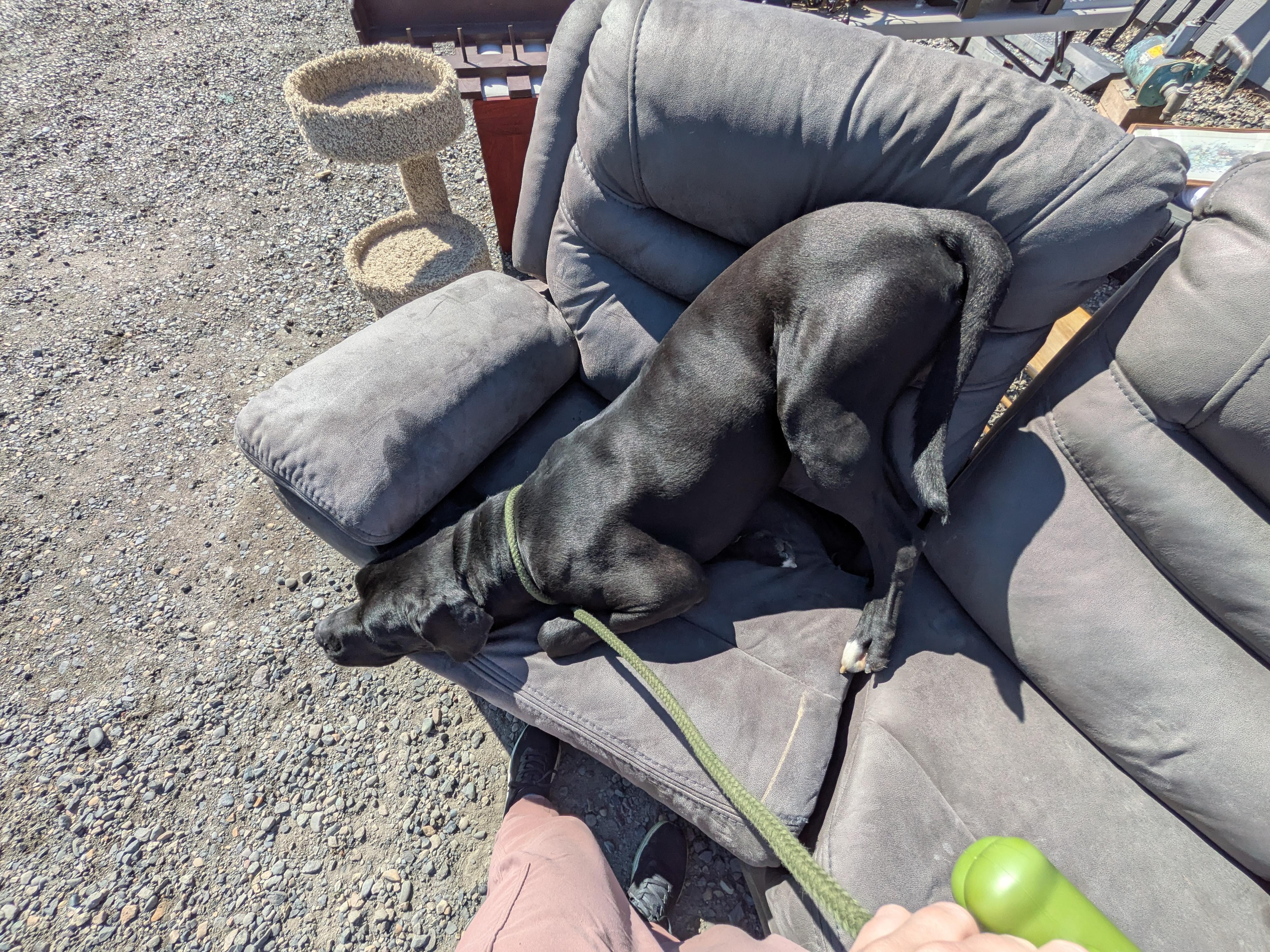 Enlarge Duke, a ADOPTABLE mixed breed in Hermiston, OR image 3/4