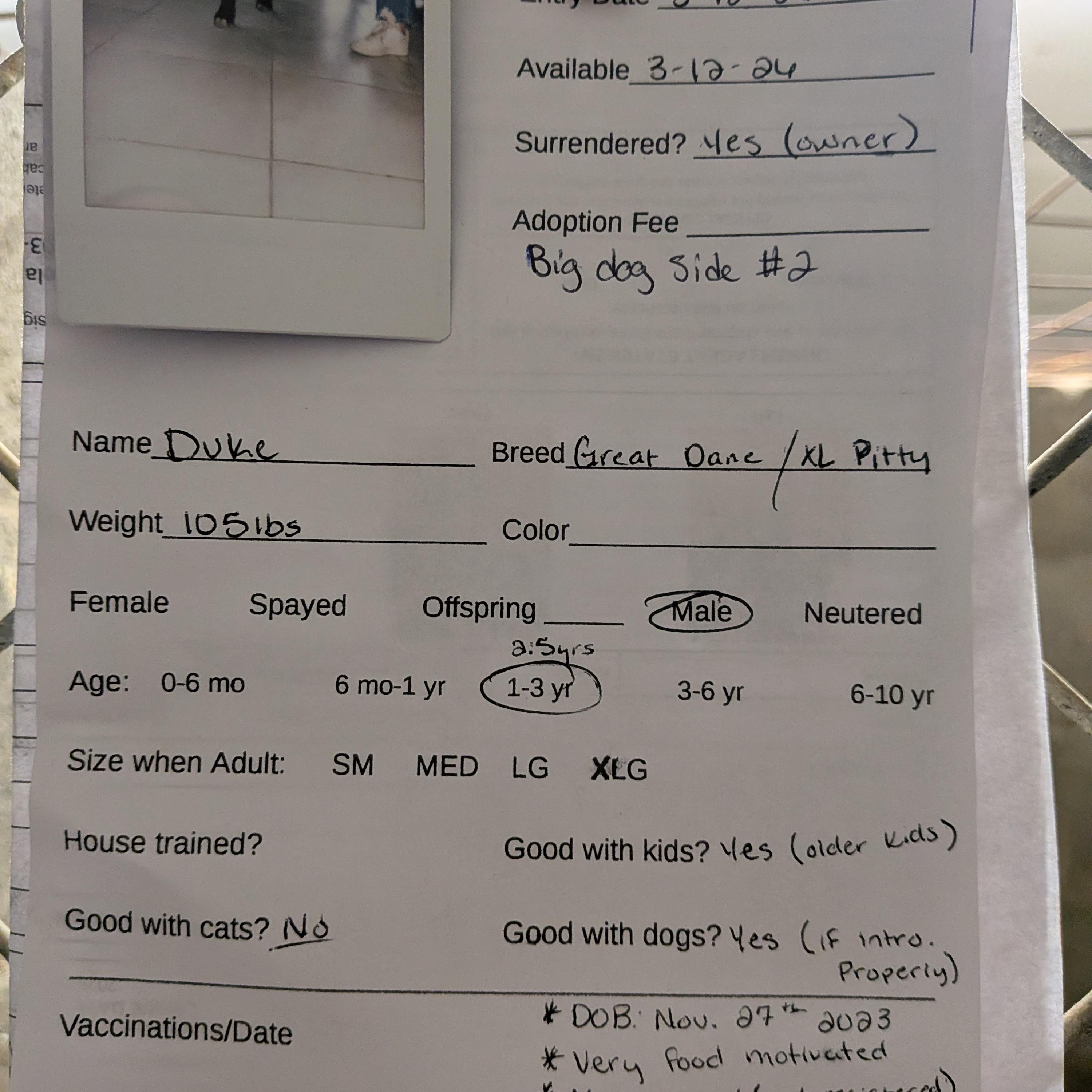 Enlarge Duke, a ADOPTABLE mixed breed in Hermiston, OR image 4/4