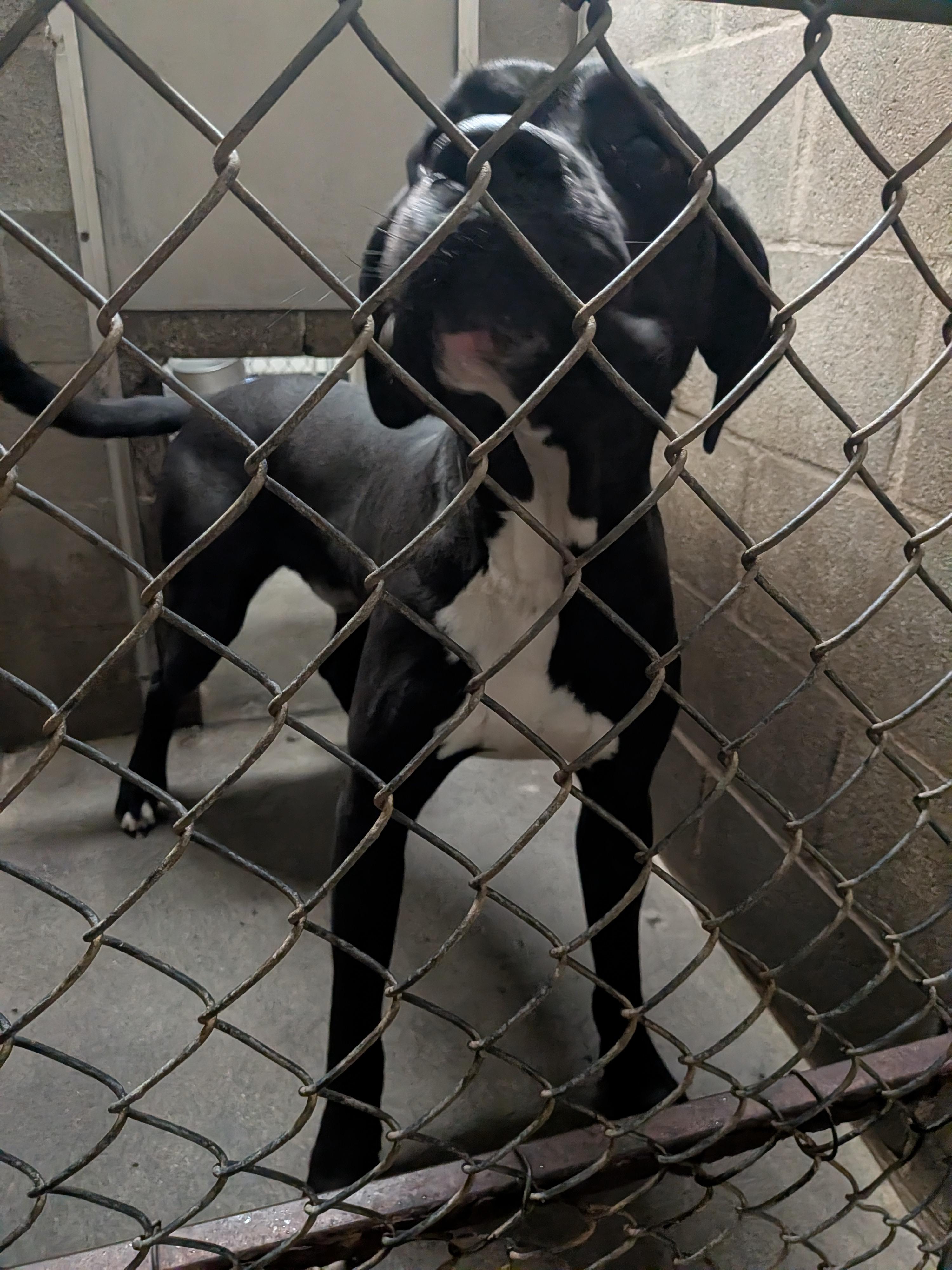 Enlarge Duke, a ADOPTABLE mixed breed in Hermiston, OR image 2/4