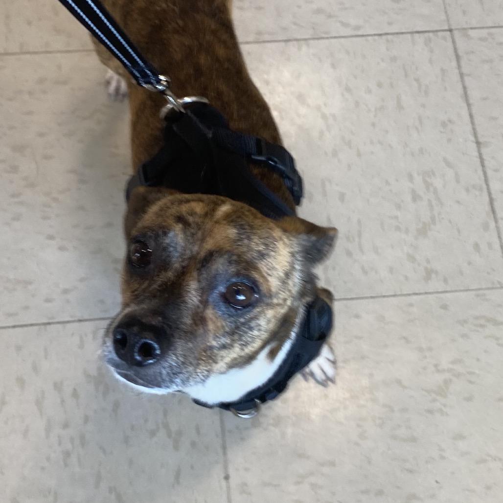 Tie, Adoptable, Adult Male Terrier.