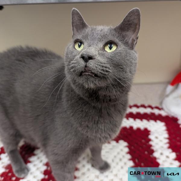 Klaus, Adoptable, Adult Male Domestic Short Hair.