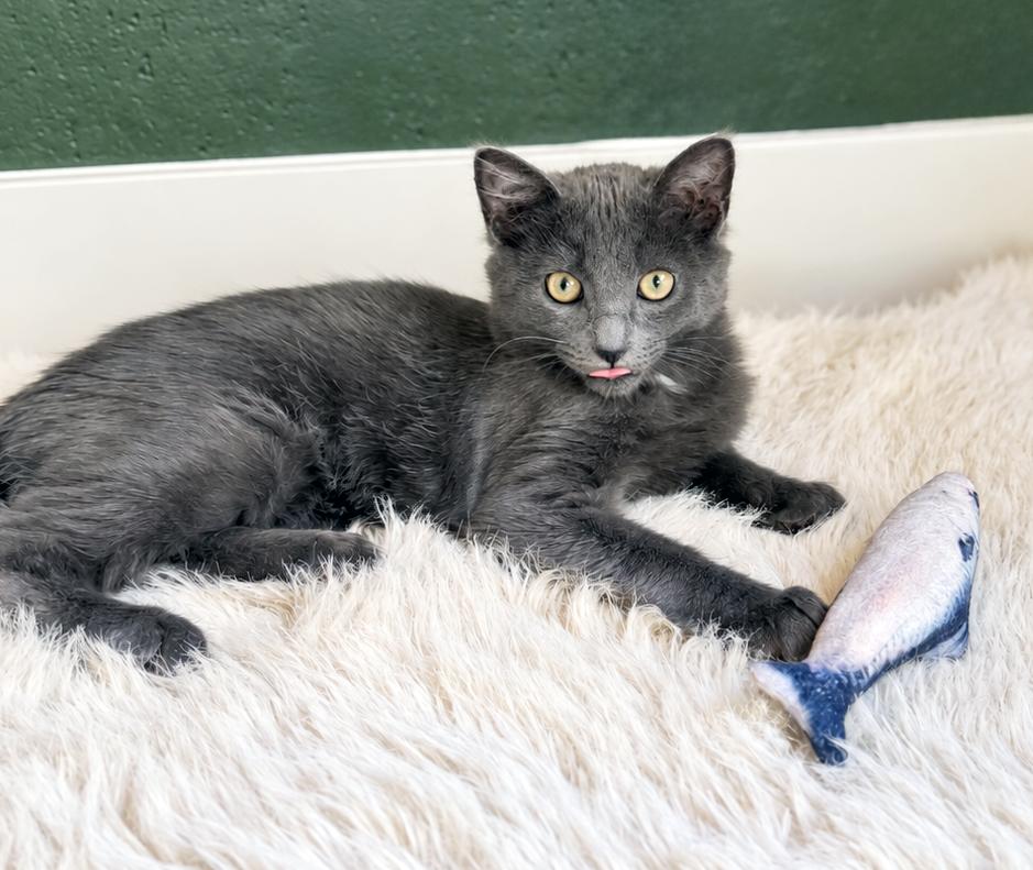 Gandalf, Adoptable, Kitten Male Domestic Medium Hair.