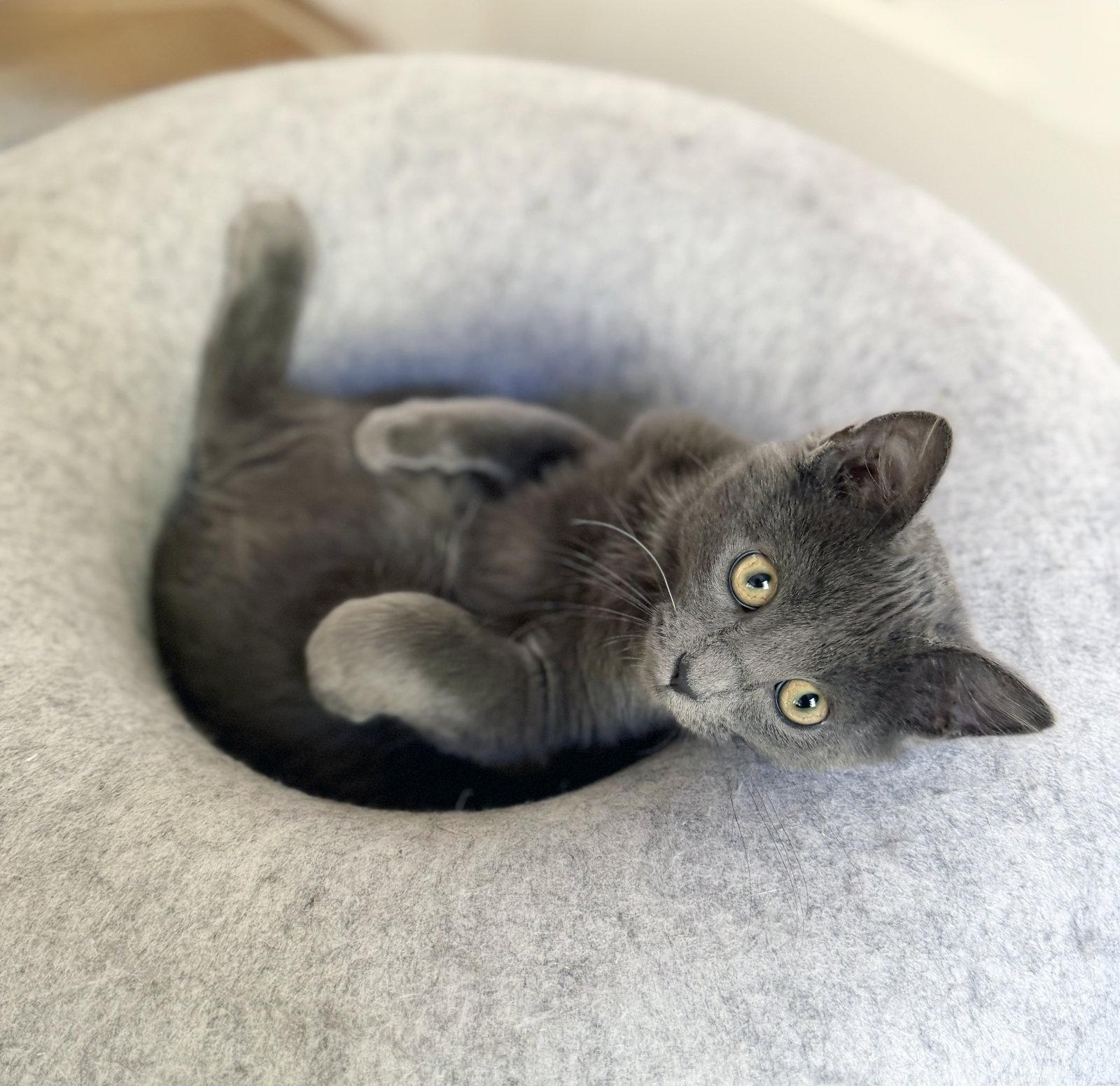 Enlarge Gandalf, a Adoptable Domestic Medium Hair in Alameda, CA image 2/3