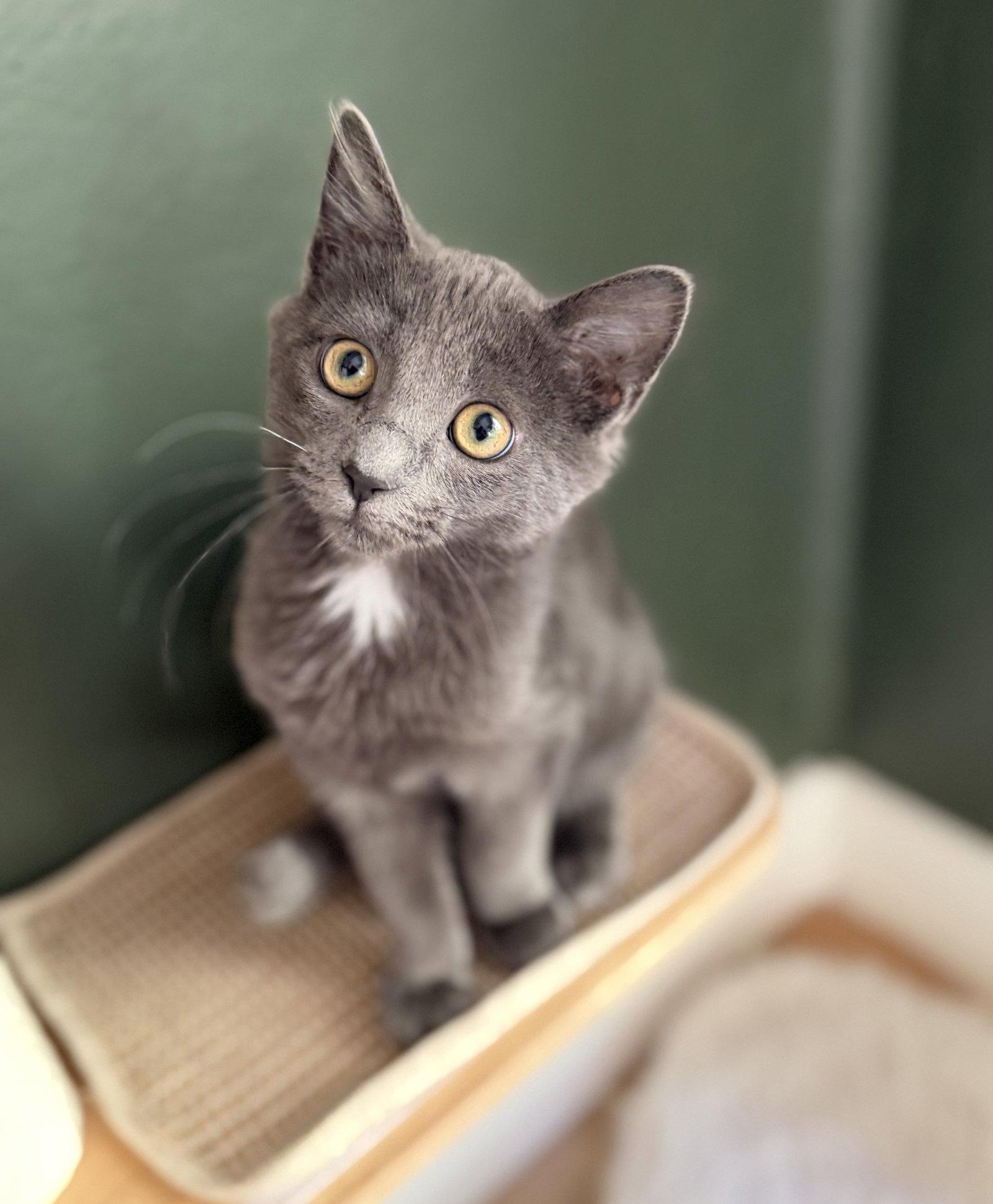 Enlarge Gandalf, a Adoptable Domestic Medium Hair in Alameda, CA image 3/3